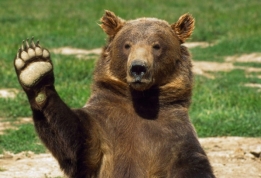 В США спасли медведя, застрявшего в автомобиле: впечатляющее видео - 24  Канал